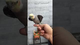 Cockatiel Singing - Crow The Cockatiel Cookie Song #cockatiel #parrot