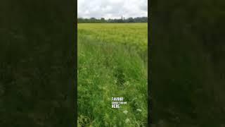 Amazing green field 
