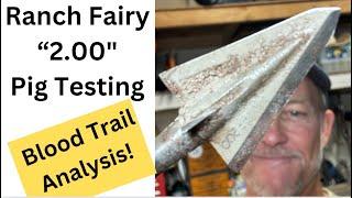 Single Bevel RF 200 Pig Testing (Blood Trail!!!)