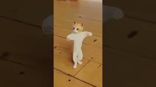 cat dance ju ju