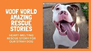 Woof World Amazing Rescue Stories | Heart-melting Rescue Story For Our Stray Dog