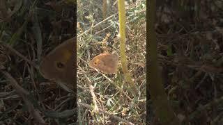 #Бабочка Притаилась Крупноглазка жёлто-бурая - Природа 4k #Nature #Butterfly Beauty Shorts Videos