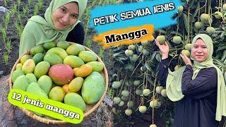 Panen semua jenis mangga | Mukbang buah mangga