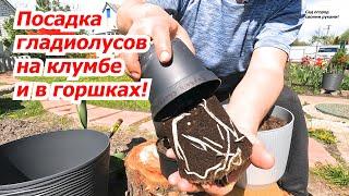 Всё о посадке гладиолусов на клумбу и в горшок!