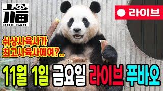 11월 1일 금요일 푸바오 라이브입니다 쉬샹사육사가 최고의 사육사인가요?