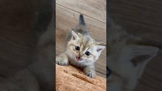 Kitten Jumps off the Couch #shorts #lada #kittenlada #kitten