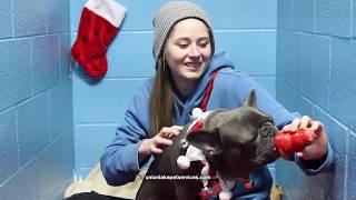 Holiday Dog Boarding at Union Lake Pet Services