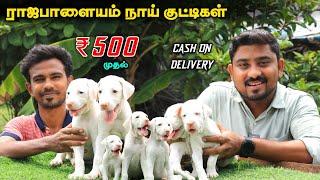 Native Dogs சிப்பிபாறை, கோம்பை, கன்னி | Puppies For Sale | Vino Vlogs