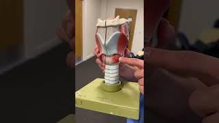 The innervation of the larynx! #mbbs #medical #clinicalanatomy #anatomy #doctor #nervesupply