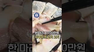 1마리 4,700만원, 지구상 최고가 고기 솔직 후기