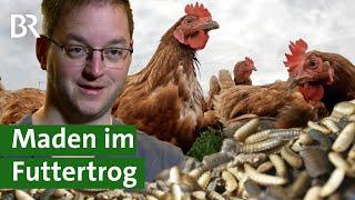 Futter der Zukunft: Maden der Soldatenfliege als Insektenprotein im Futtertrog | Unser Land | BR