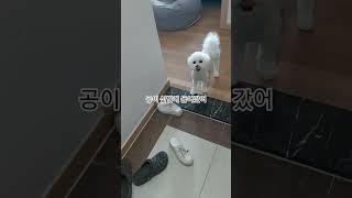 젤 좋아하는 공놀이~~#놀이영상 #애견영상 #강아지