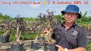 Bonsai Tường Vi Huyết Rồng Long (mới) 0933368532linhsamnuitraihuonguyetquehongocmaichieuthuykimquy