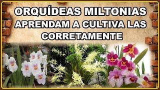 AS LINDAS ORQUIDEAS MILTONIAS  VEJAM COMO EU AS CULTIVO