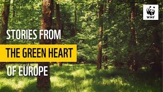 Forests: Stories from the Green Heart of Europe