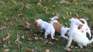 Jack Russell Mix Puppies For Sale