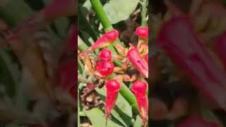 Honey Bee is  collecting honey from Euphorbia tithymaloides  or redbird flower