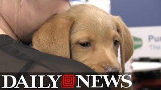 National Puppy Day comes to the Daily News