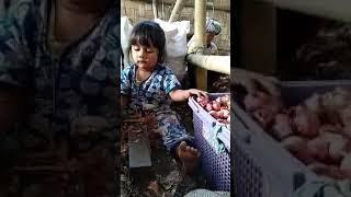 Luar biasa. Boru Manjorang on .Masih kecil sudah bisa massari