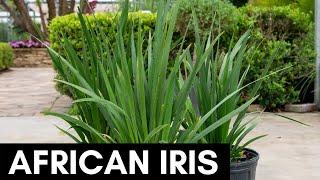 African Iris