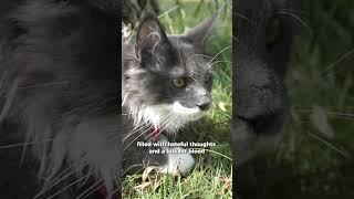 The Most Dangerous  | Cute Maine Coon Cats