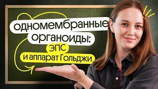  ЧТО такое ЭПС и аппарат Гольджи? ЕГЭ по биологии 2025