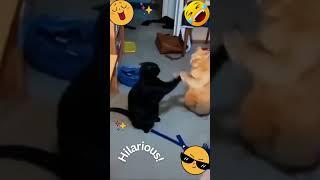 Crazy Cat Antics: When Fluffy Goes Wild!