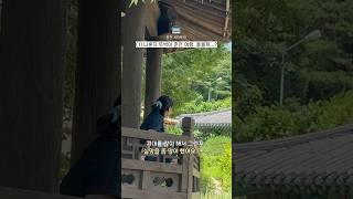 나혼자 뚜벅이 춘천여행으로 시티투어 괜찮을까? l 나혼자 당일치기 춘천여행(1)