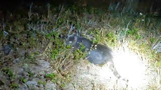 Lox Road levee, house cat in The Everglades