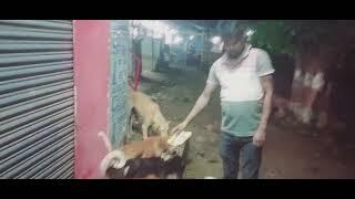 बेज़ुबान जानवरों को कुछ खिलाने के बाद अलग हि सुकून मिलता ह । #Janwar #dog #help  #Bezubaan