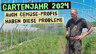 Erfolge und Misserfolge im Garten. Warum Selbstversorgung 2024 nicht einfach ist. Gemüsegarten Juli