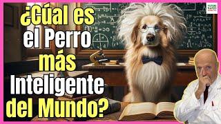  ¿CUAL ES EL PERRO MAS INTELIGENTE DEL MUNDO?  2023-2024