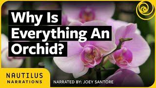 Why Is Everything an Orchid? | Nautilus Narrations with Joey Santore