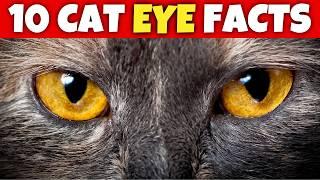 10 Surprising Secrets About Cat Eyes (Vision) 