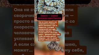 САМАЯ ОПАСНАЯ ЗМЕЯ РОССИИ: МОЖЕТ ПРОКУСИТЬ СЕБЯ, ЧТОБЫ ДОБРАТЬСЯ ДО ОБИДЧИКА #животные #интересное