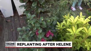 Replanting after Hurricane Helene