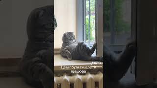 Кіт Кім з Вінниці став зіркою ТікТоку