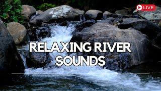 4k Forest Stream, Relaxing River Sounds, No Birds. Nature Sounds, White Noise for Sleeping 10 hours