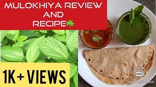 Molokhia review (Malayalam)|Molokhia Recipe (Malayalam)|molokhia