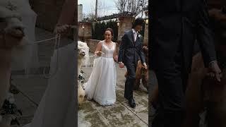 Bride & Groom Alpacas at a Wedding