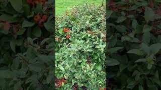 Pyracantha aka firethorn berries