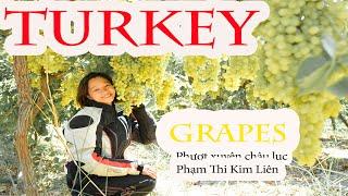 9 Vườn nho trĩu quả tại Thổ Nhĩ Kỳ I Grape Garden Turkey I Phượt Xuyên Châu Lục