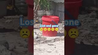 #lost #views #birds #pets #gone #flyaway