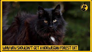 5 Reasons Why You Shouldn't Get a Norwegian Forest Cat