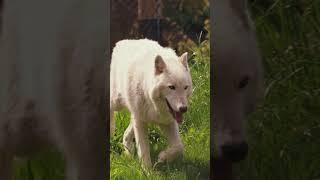 Wolf Training Session | Toledo Zoo