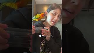 Tiny Bird Flies Barges Into Woman's Apartment And Makes Himself At Home | The Dodo