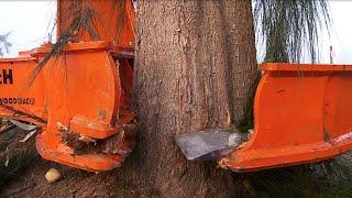 New Technology Long Reach Excavator Machine Working - Extreme Fast Skill Cutting Big Tree