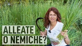 ERBE spontanee nell'ORTO. Come gestirle tutto l'anno