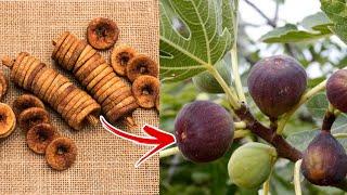 How to grow fig / Anjeer tree at home