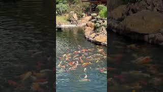 Nan Lian Garden in Hong Kong #travel #hongkong #nanliangarden